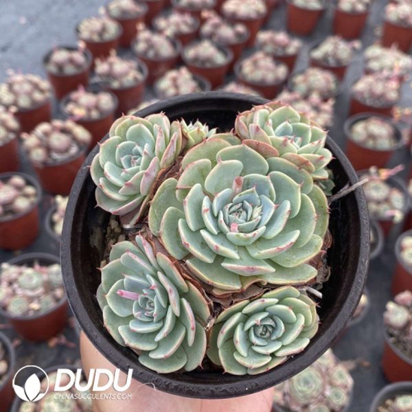 Echeveria Secunda Clustering - Image 2