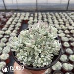 Echeveria Mebina Variegata Clustering