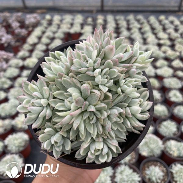 Echeveria Mebina Variegata Clustering - Image 2
