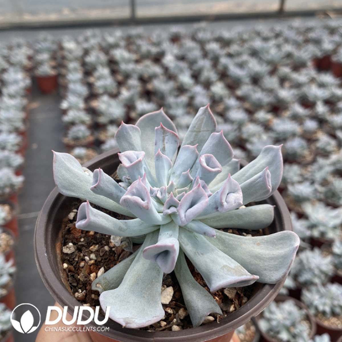 09737D110201.jpg Echeveria Trumpet Pinky Blue Form - Image 1