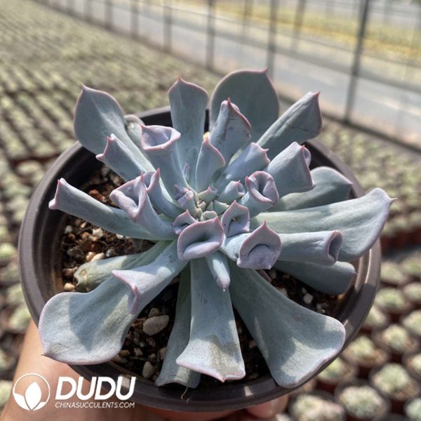 Echeveria Trumpet Pinky Blue Form - Image 2