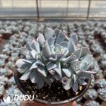 Echeveria Trumpet Pinky Blue Form Clustering