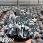 Echeveria Trumpet Pinky Blue Form Clustering - Image 2