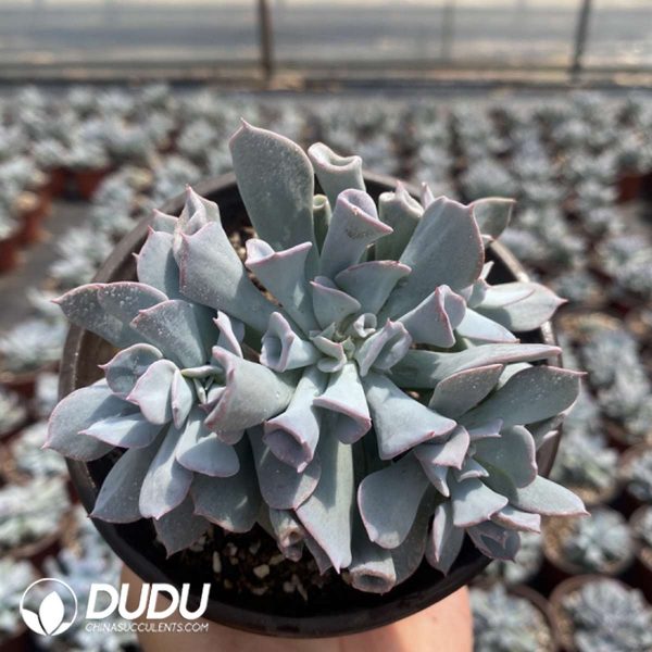 Echeveria Trumpet Pinky Blue Form Clustering - Image 2