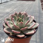 Echeveria Agavoides Hybrid