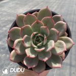 Echeveria Agavoides Hybrid - Image 2