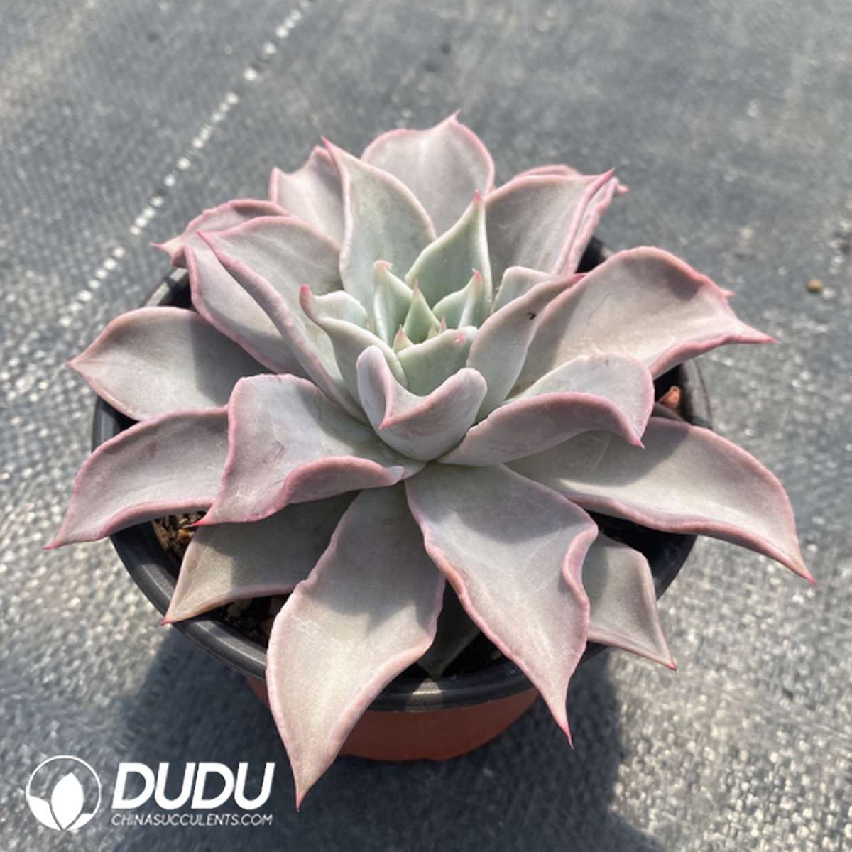 09740D120201.jpg Echeveria Pink Madiba - Image 1