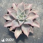 Echeveria Pink Madiba - Image 2