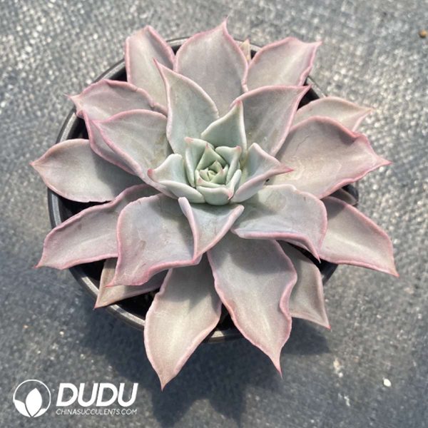Echeveria Pink Madiba - Image 2