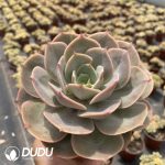 Echeveria Snow White