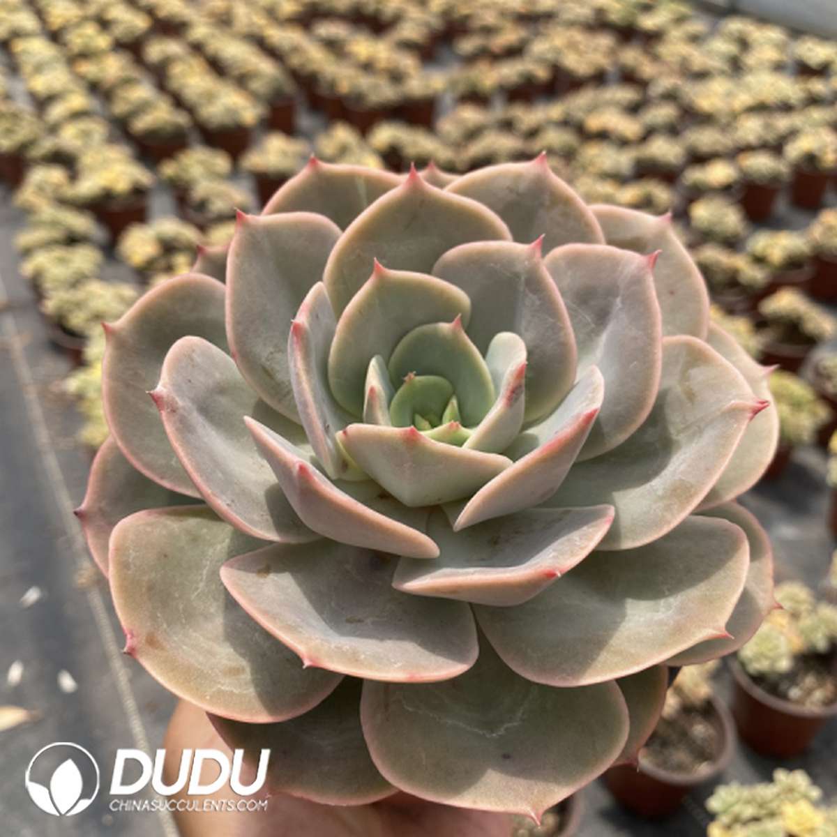 09741D120201.jpg Echeveria Snow White - Image 1