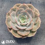 Echeveria Snow White - Image 2