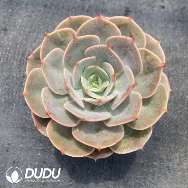 Echeveria Snow White - Image 2