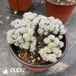 Graptopetalum Fantasy Beans Cristata