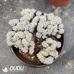 Graptopetalum Fantasy Beans Cristata - Image 2