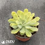 Echeveria Moon Fairy