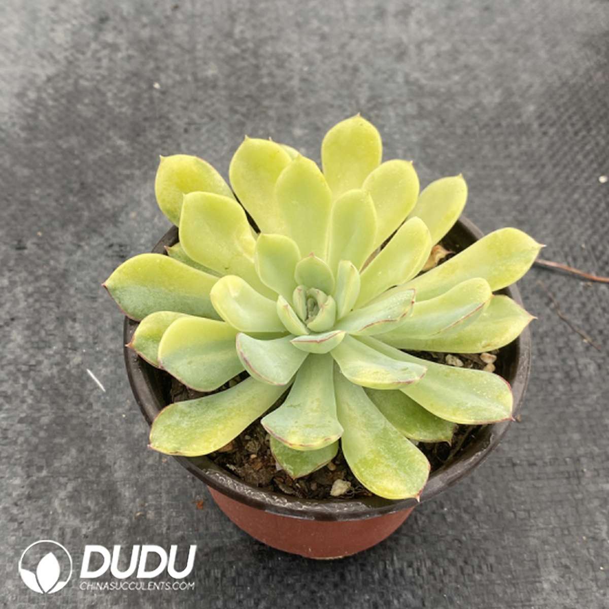 09743D110201.jpg Echeveria Moon Fairy - Image 1