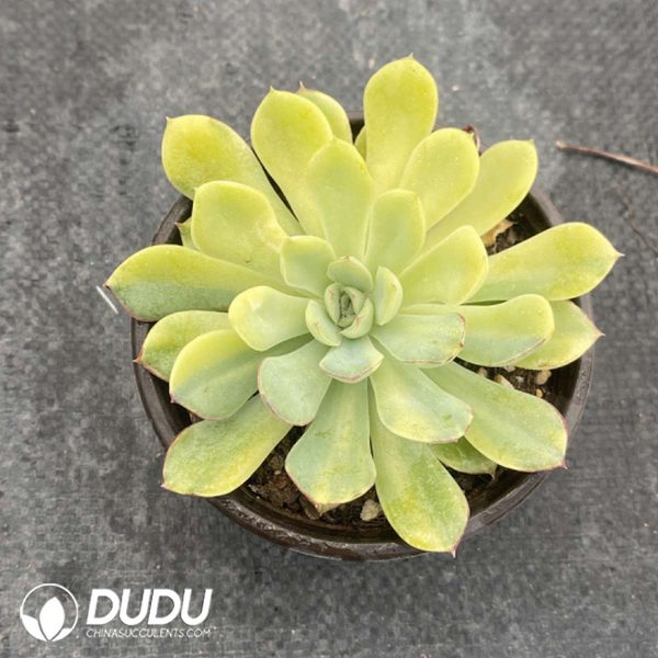 Echeveria Moon Fairy - Image 2