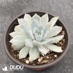 Echeveria Blue Bird