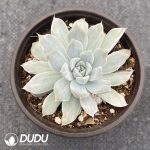 Echeveria Blue Bird - Image 2