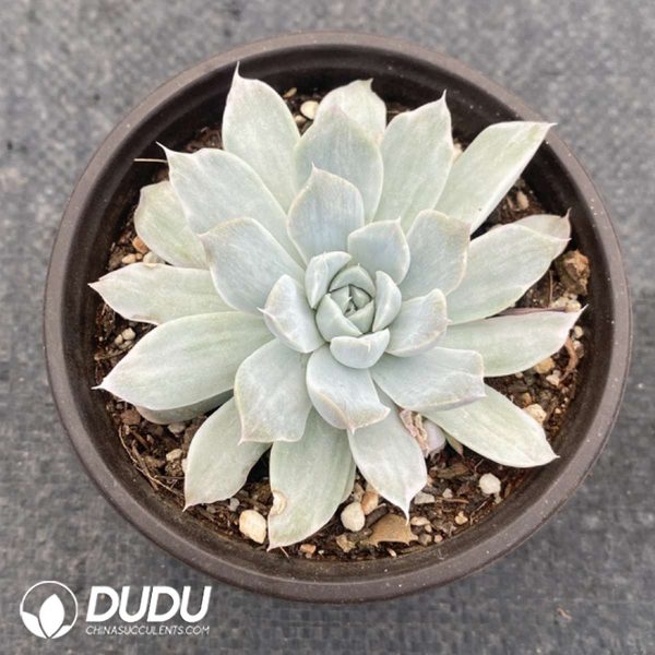 Echeveria Blue Bird - Image 2