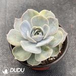 Echeveria Surprise