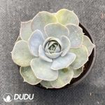 Echeveria Surprise - Image 2