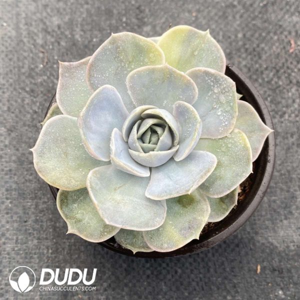 Echeveria Surprise - Image 2