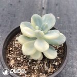 Graptopetalum Miul Variegated