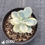 Graptopetalum Miul Variegated - Image 2