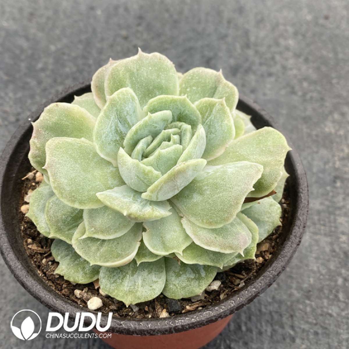09747D110201.jpg Echeveria Onslow Monstrose - Image 1