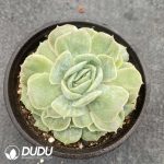 Echeveria Onslow Monstrose - Image 2