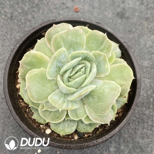 Echeveria Onslow Monstrose - Image 2