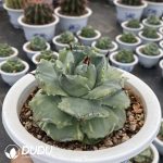 Agave potatorum var. verschaffeltii