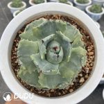 Agave potatorum var. verschaffeltii - Image 2