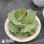 Agave Titanota