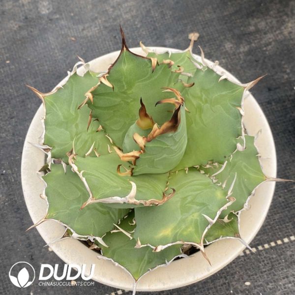 Agave Titanota - Image 2