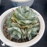 Agave potatorum var. verschaffeltii Clustering