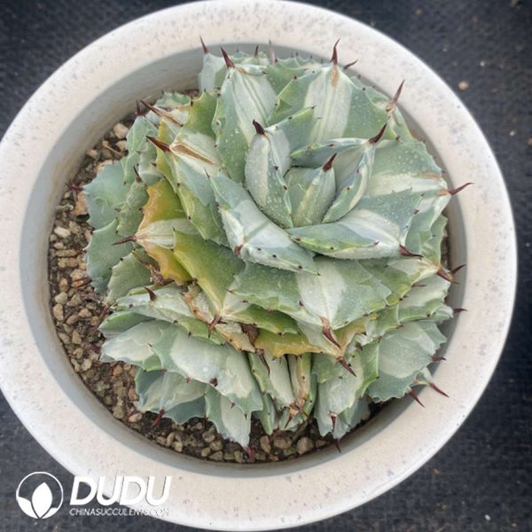 Agave potatorum var. verschaffeltii Clustering - Image 2
