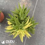 Aloe perfoliata L. Clustering