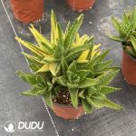 Aloe perfoliata L. Clustering - Image 2