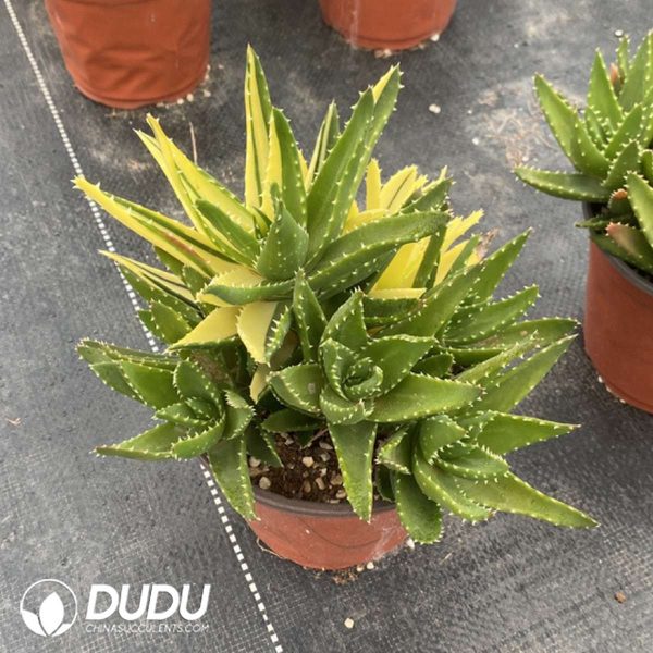 Aloe perfoliata L. Clustering - Image 2