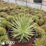 Agave stricta