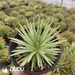 Agave stricta - Image 2