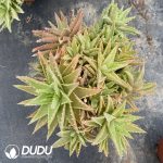 Aloe juvenna Clustering