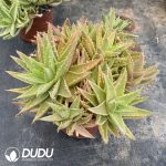 Aloe juvenna Clustering - Image 2