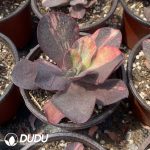 Echeveria China Red