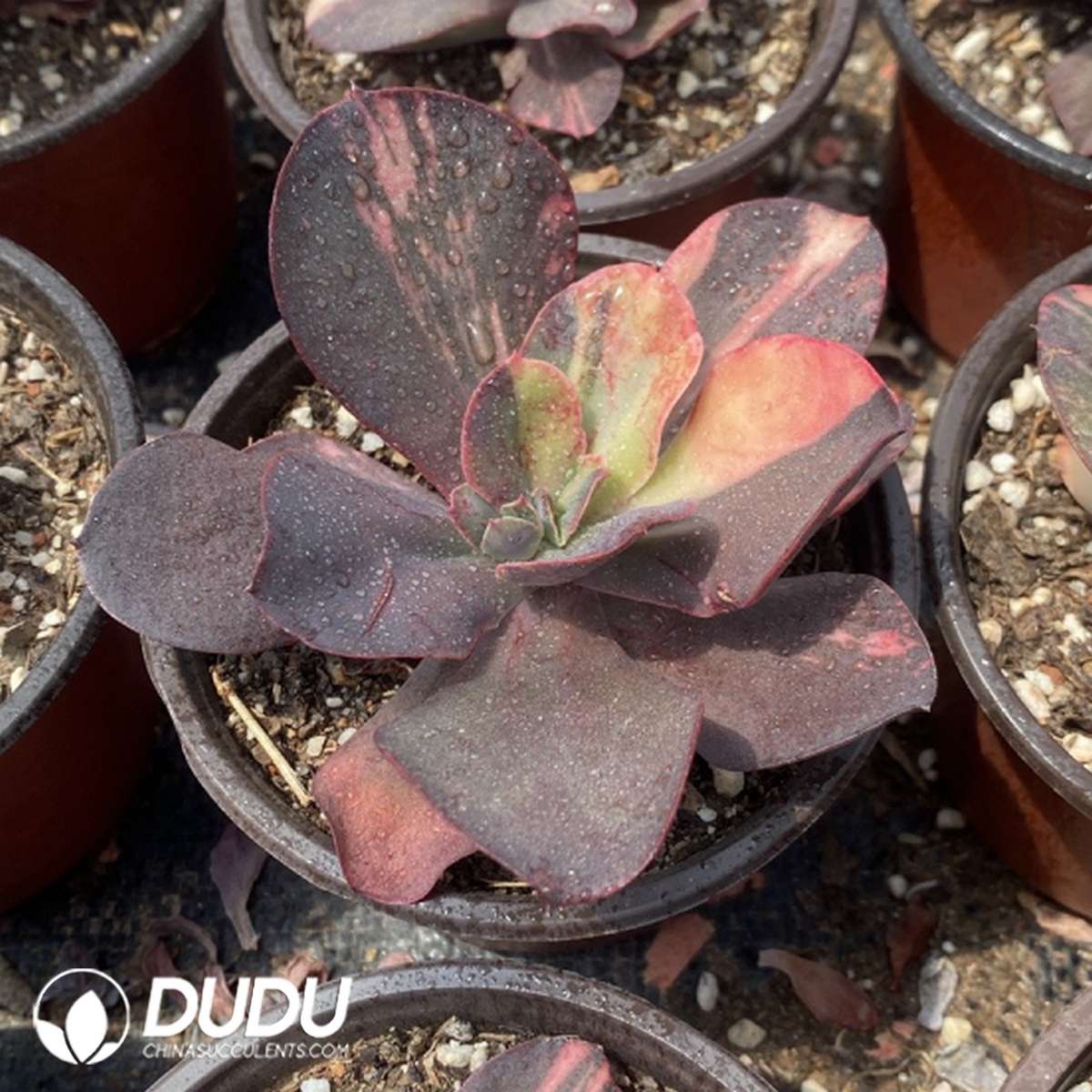 09755D120201.jpg Echeveria China Red - Image 1