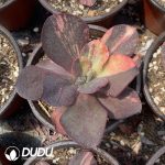 Echeveria China Red - Image 2