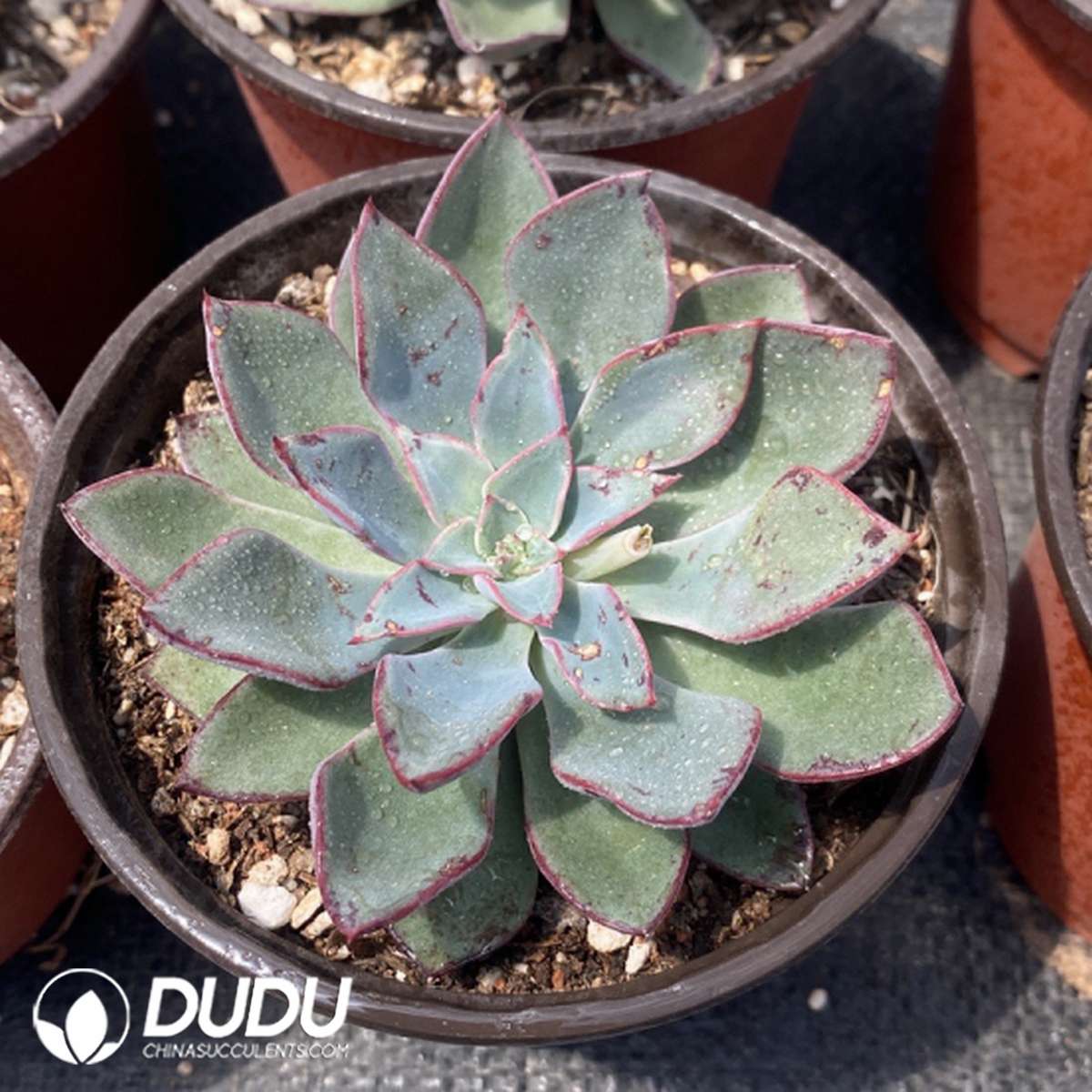 09756D110201.jpg Echeveria Riga - Image 1